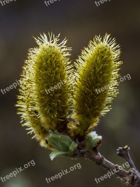 The Nature Of The Willow Our Free Photos