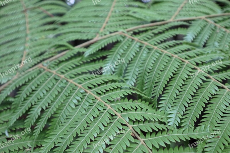 Leaf Nature Fern Flora Desktop