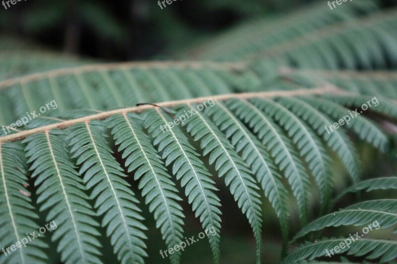 Leaf Flora Nature Growth Desktop