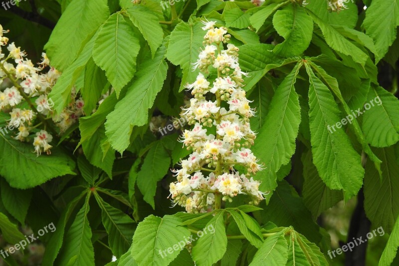 Nature Leaf Plant Season Flower