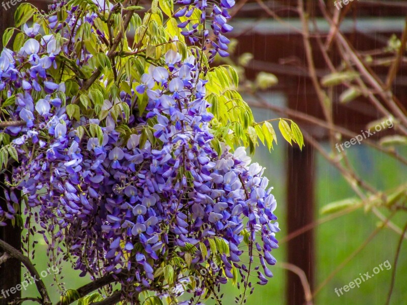 Flower Plant Nature Garden Leaf