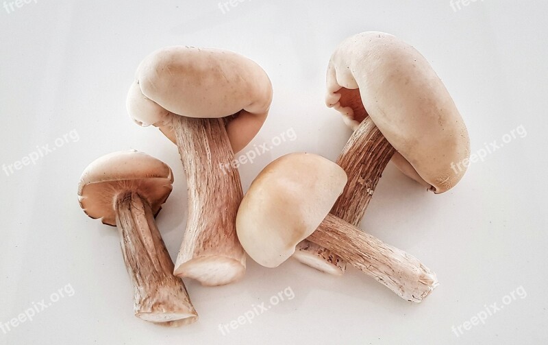 Wild Fungus Mushroom Boletus Edible