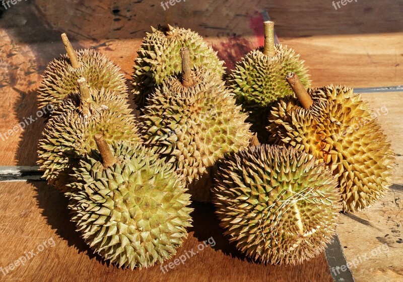 Syrian Durio Fruit Spine Prickly