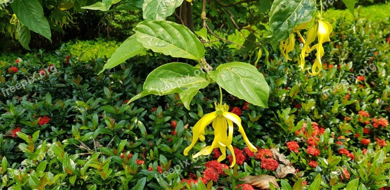 Chinese Honeysuckle Rangoon Creeper Red-leaf Photinia Red Hanging