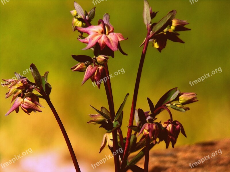 Flower Outdoor Nature Plant Garden