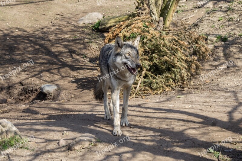 Nature Animal Wild Wolf Animal World