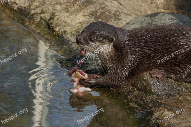 Clawed Otter Mammal Waters Animal World Nature