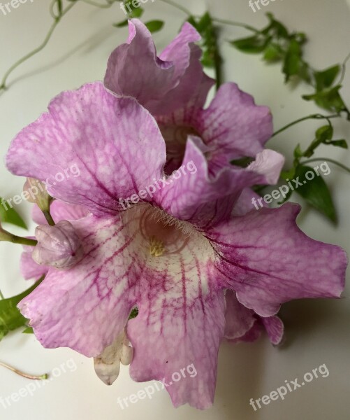 Pink Flowers Pink Petals Pink Garden Flower