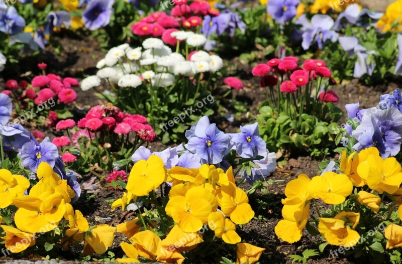 Flowerbed Spring Flowers Pansies Daisies Spring