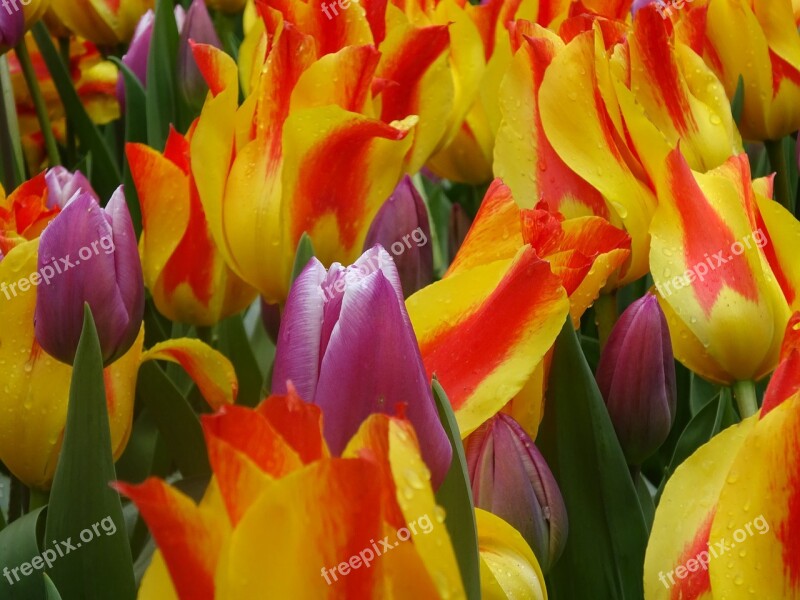 Tulip Easter Flower Nature Garden