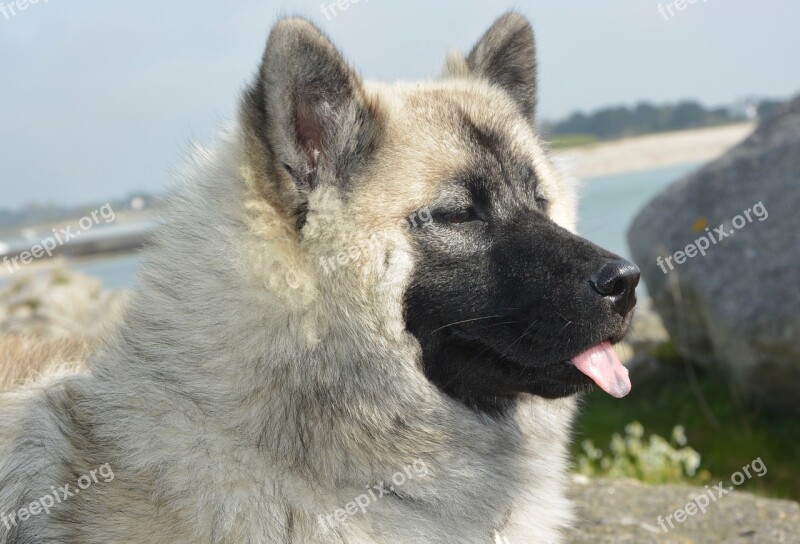 Bitch Nova Dog Eurasier Domestic Animal Portrait Animals Nature