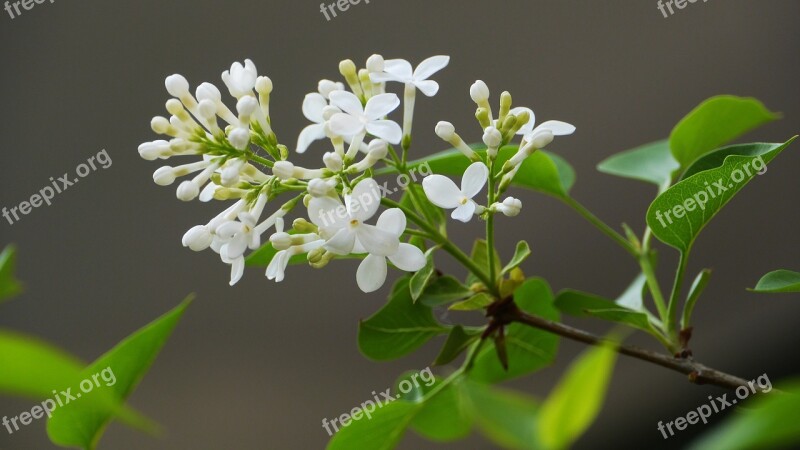 Nature Plants Flowers Leaf Flowering