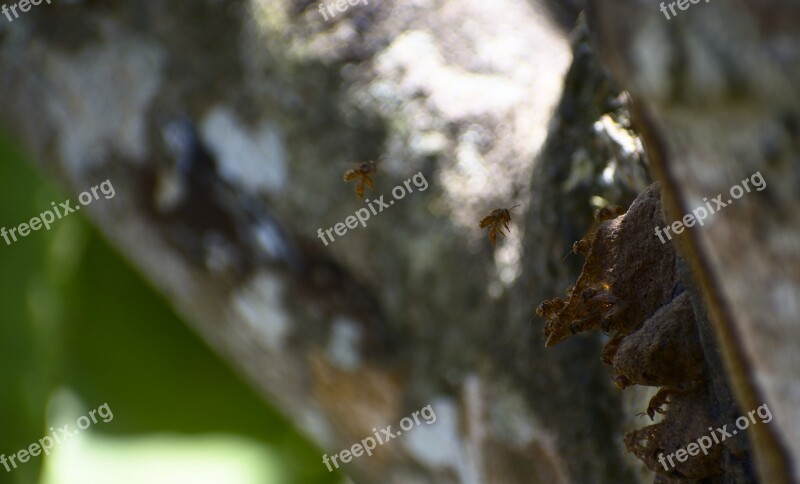 Nature Outdoors Tree Insect Wasps