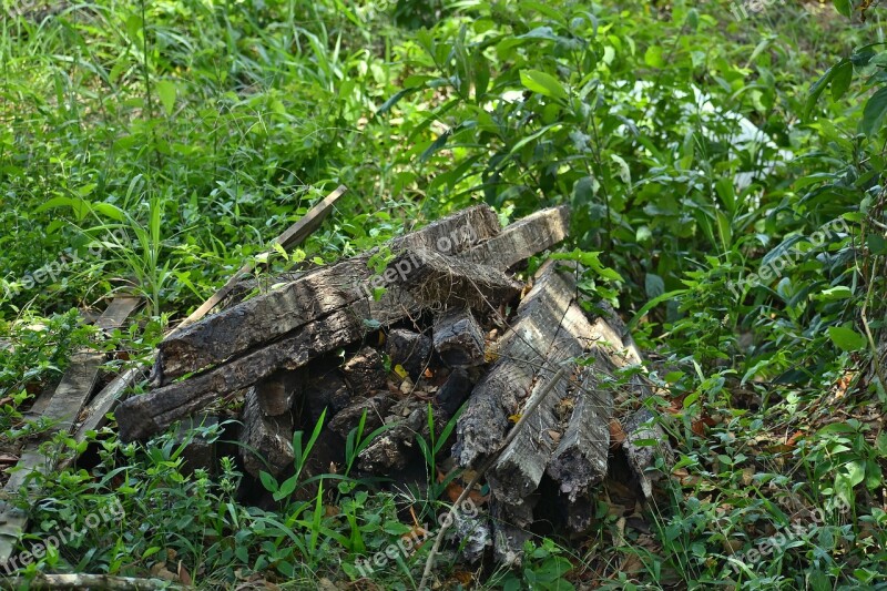 Nature Flora Wood Leaf Outdoors