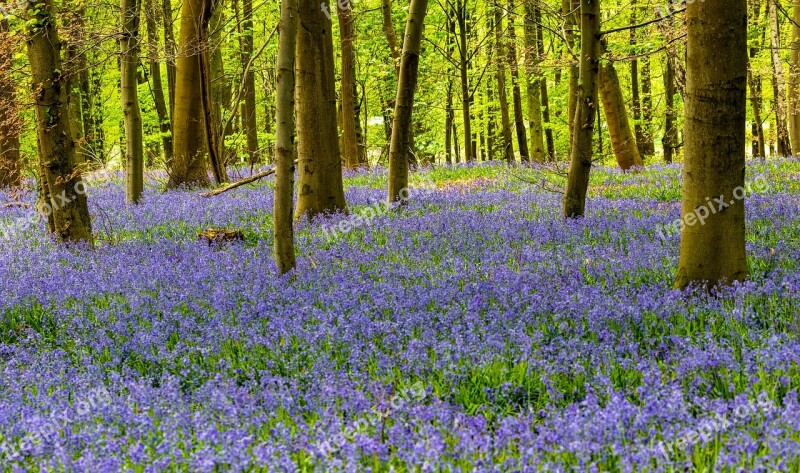 Flower Nature Plant Tree Forest