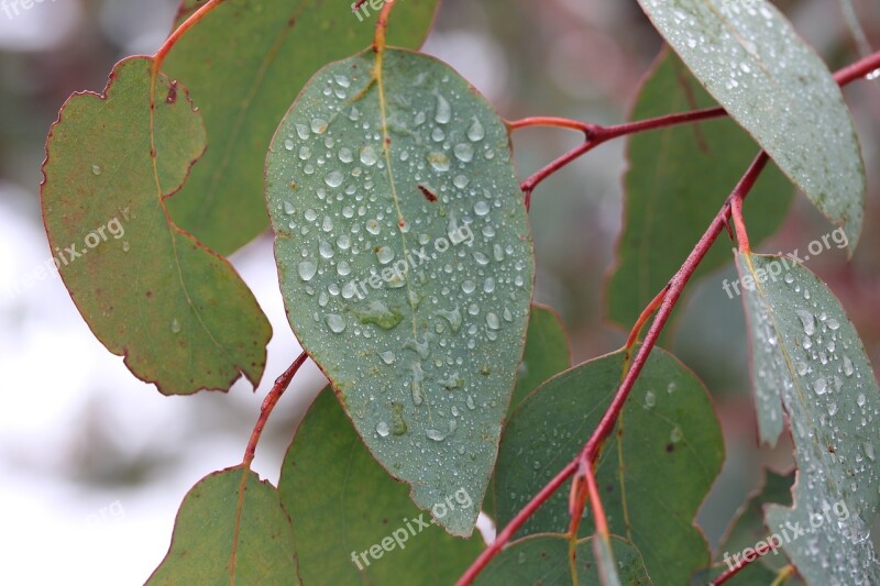 Leaf Tree Nature Flora Outdoors