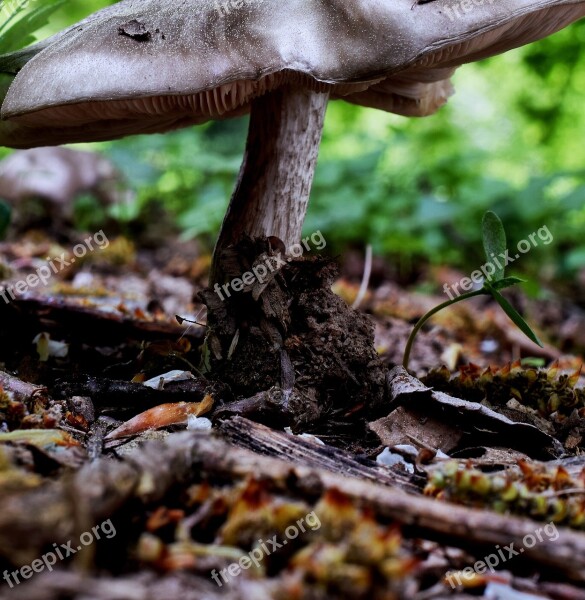 Forest Mushroom Mushroom Forest Floor Agaric Nature