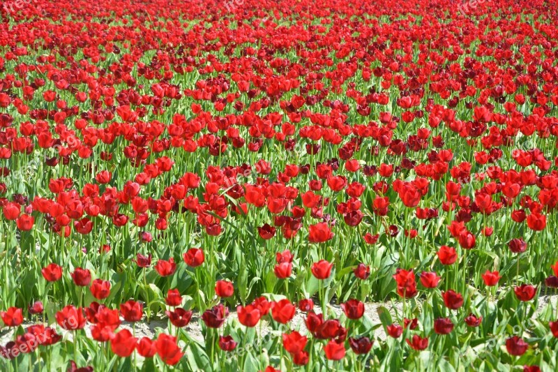 Fields Of Tulips Red Culture Floral Tulips Flowers Red Tulip