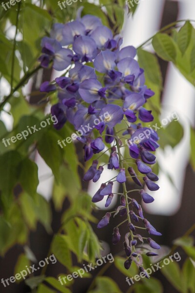 Blue Rain Blossom Bloom Purple Blue