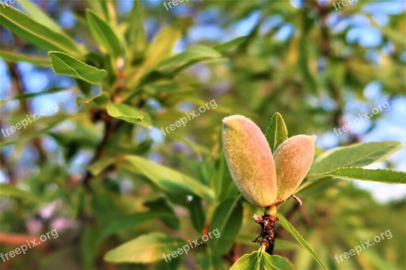 Almond Nature Leaves Tree Plant