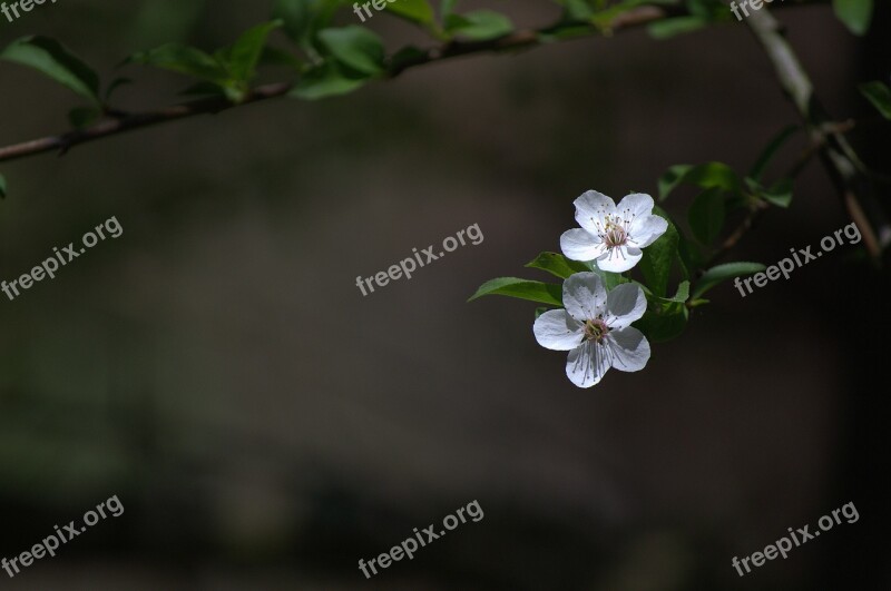 Nature Spring Slovakia Blooming Tree In Bloom Flowers