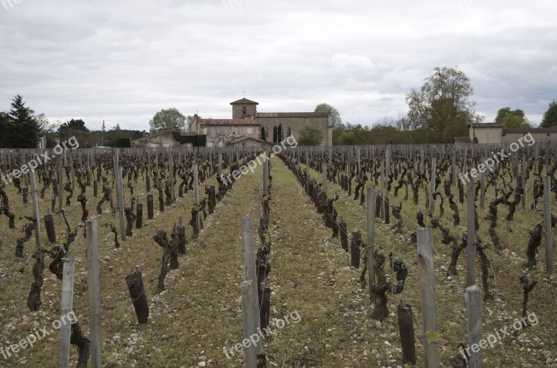 Agro-industry Vineyard Creeper Nature Free Photos