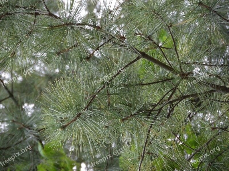 Tree Nature Pine Season Branch