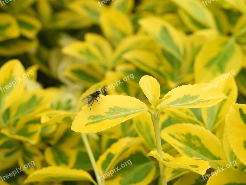 Leaf Nature Plant Garden Flower