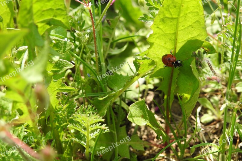 Leaf Plant Nature Eating Garden