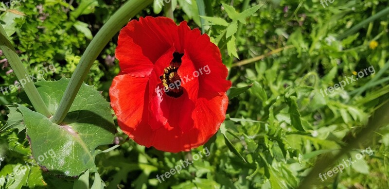 Nature Plant Flower Leaf Summer