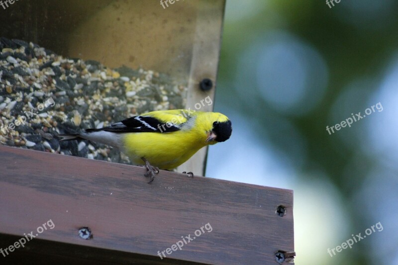 Bird Outdoors Wildlife Nature Feeder