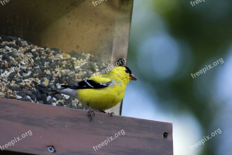 Bird Wildlife Outdoors Nature Animal