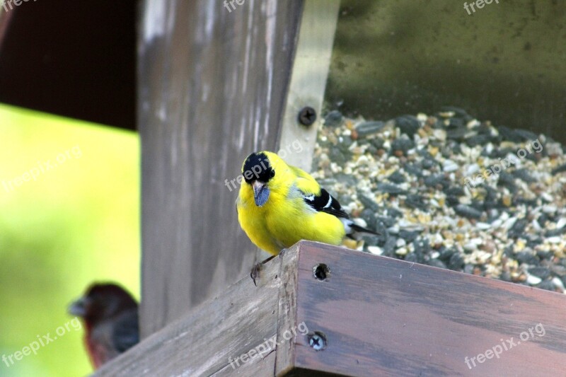 Bird Nature Wildlife Outdoors Animal