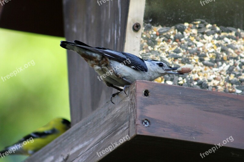 Bird Wildlife Nature Animal Outdoors