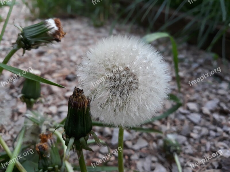 Plant Nature Flower Grass Seeds