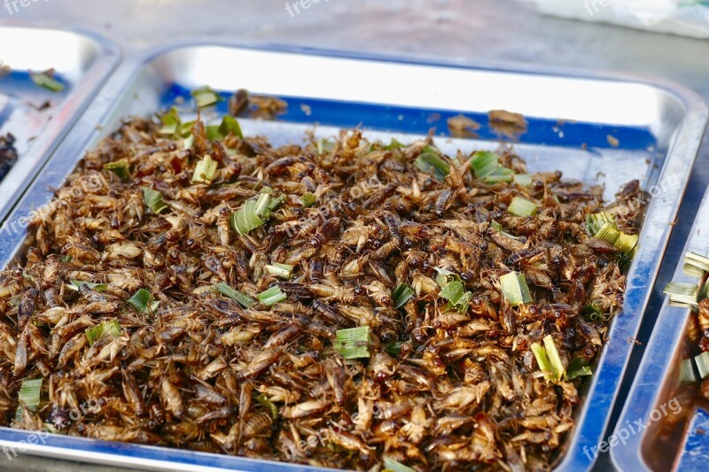 Food Insect Nutrition Eat Protein