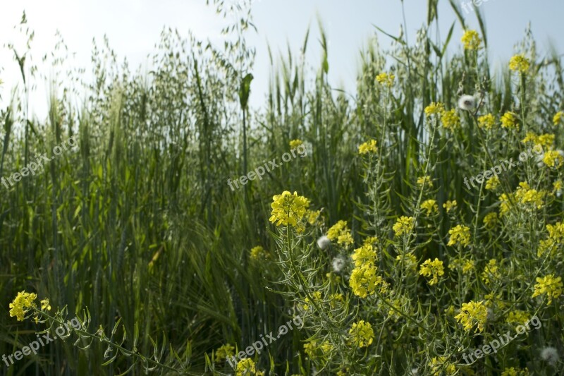 Field Nature Flower Plant The Hay Field