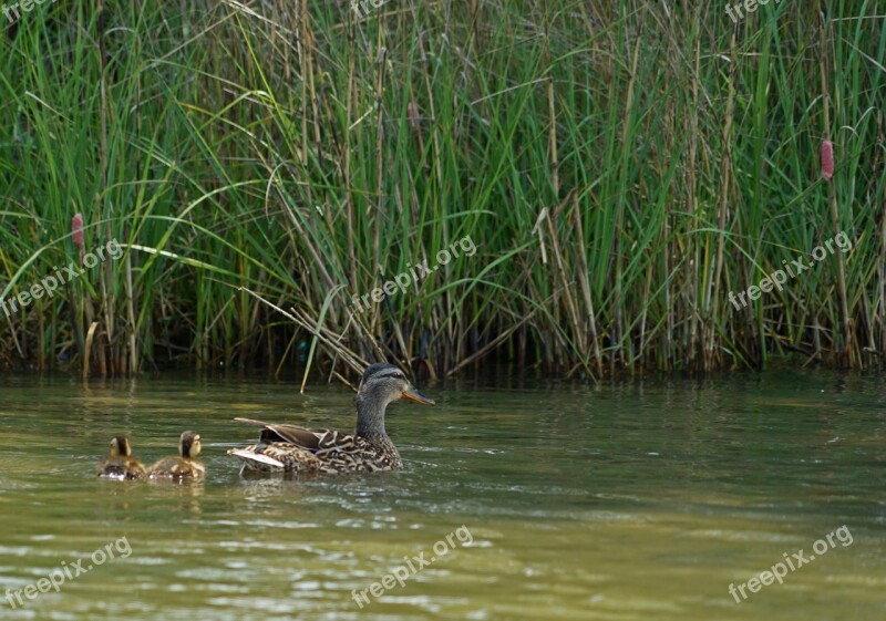 Water Pool Lake Nature Bird