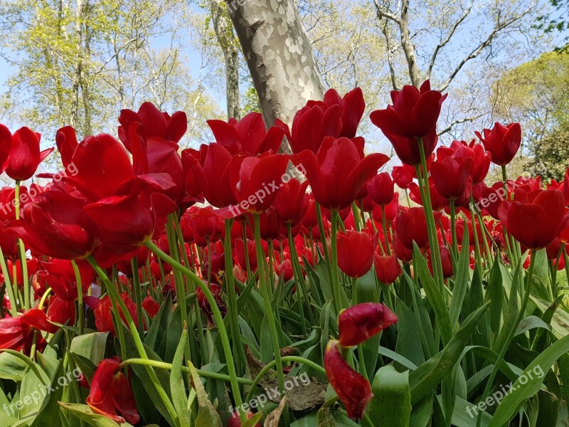 Nature Flower Plant Tulip Garden