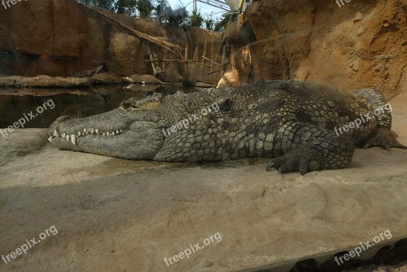 Crocodile Predator Zoo Blijdorp Rotterdam