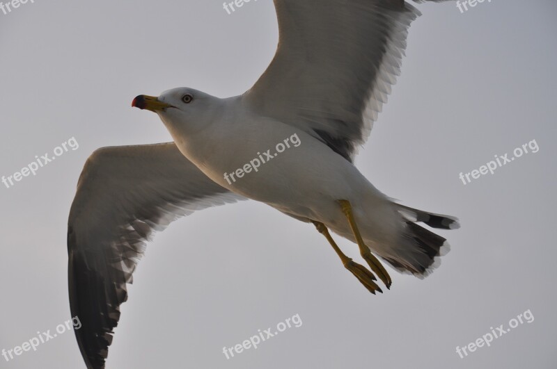 Bird Wildlife Flight Nature Wings