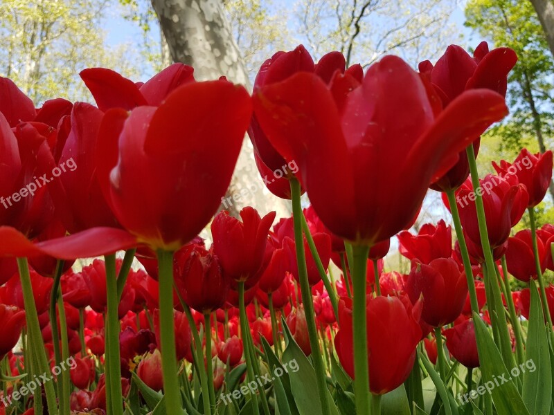 Nature Tulip Flower Plant Garden