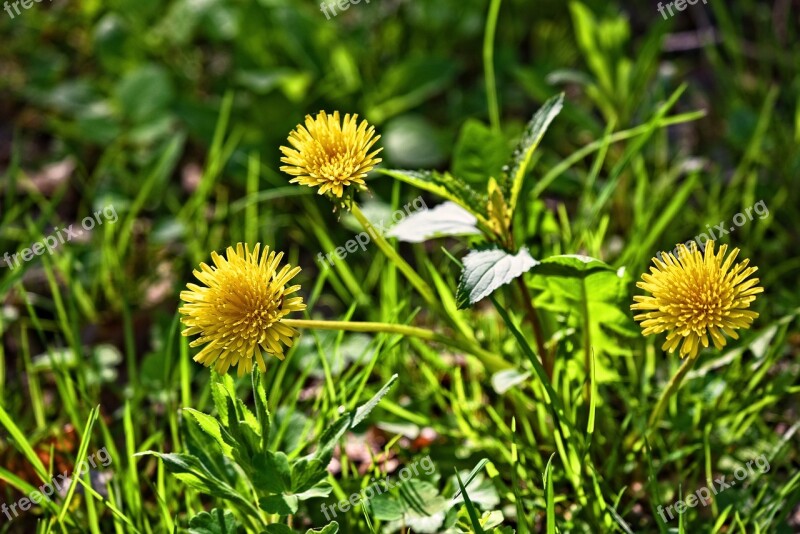 Dandelion Flower Plant Wildflower Blooming