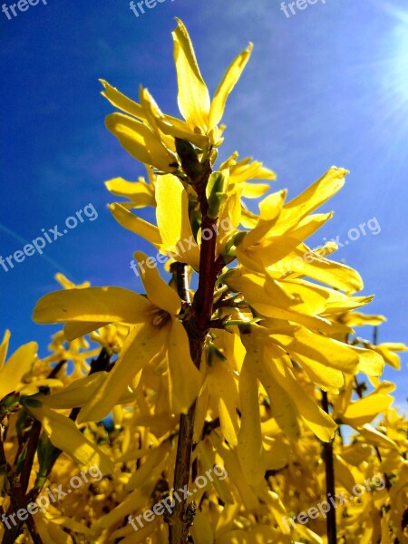 Laburnum Sun Day Nature Yellow