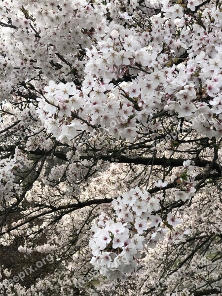 Cherry Blossom Spring Flowers Tree Plant