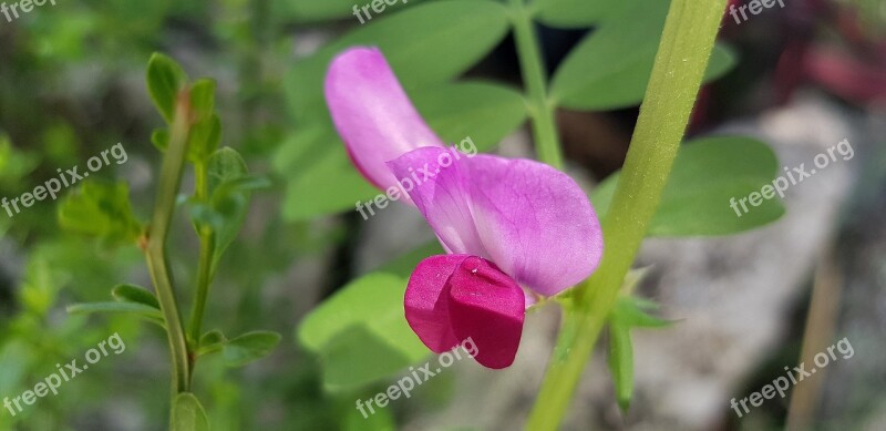 Nature Plant Leaf Flower Summer