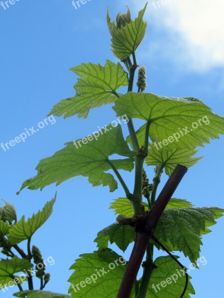 Grape Leaf Plants Plant Nature Nobody