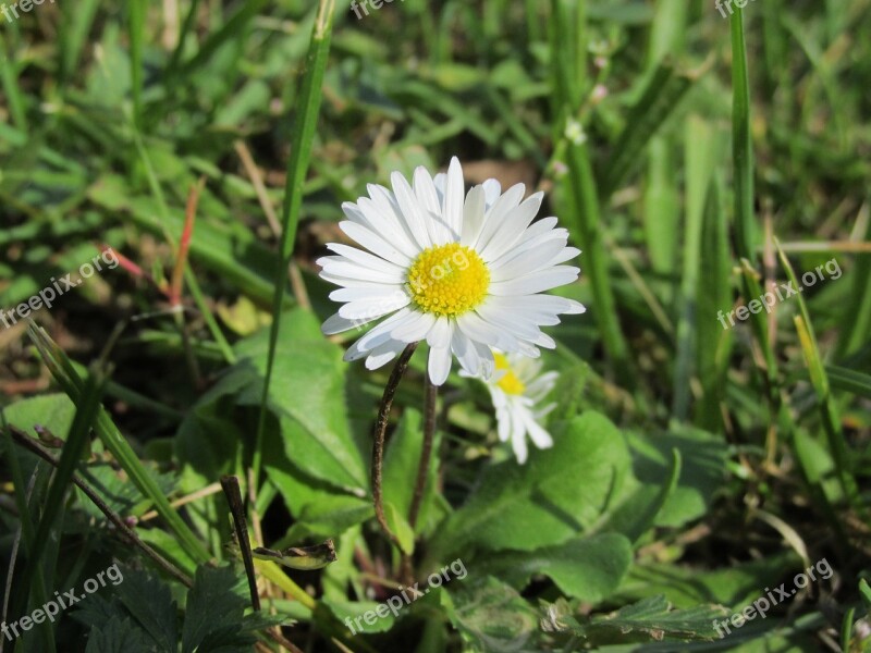 Daisy Nature Plant Flower Summer