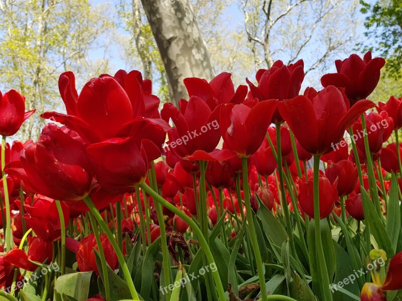 Tulip Flower Garden Plant Nature