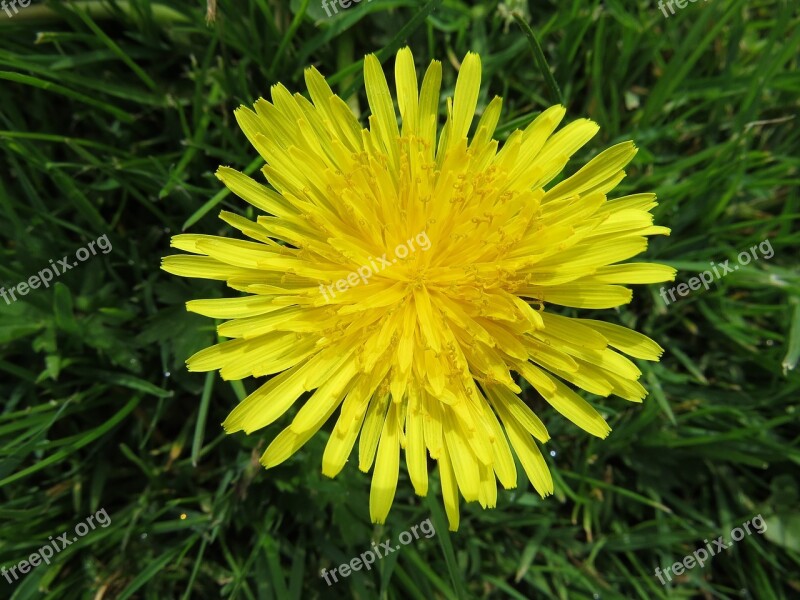 Nature Flowers Spring Yellow Flower